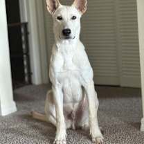 Thumbnail photo of Cooper #1