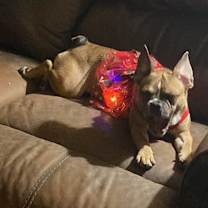 Thumbnail photo of Lola #1