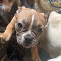 Thumbnail photo of Lola #3