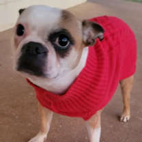 Thumbnail photo of Pepper #1