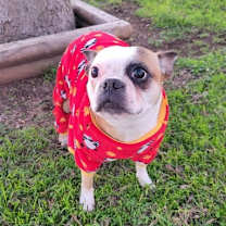 Thumbnail photo of Pepper #2