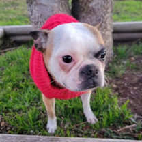 Thumbnail photo of Pepper #3