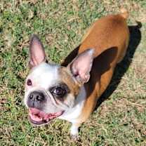 Thumbnail photo of Pepper #4