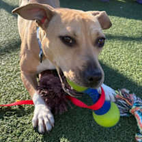 Thumbnail photo of Starburst II 32 #3