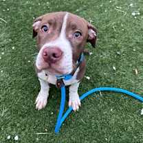 Thumbnail photo of Biscotti IV 148 #2