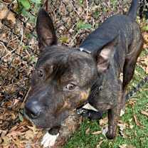 Thumbnail photo of Mickey (Honzel) #3