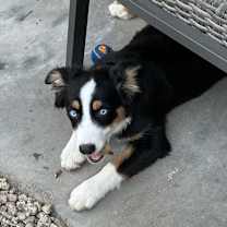 Thumbnail photo of Bodhi and Skye #3