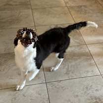 Thumbnail photo of Bodhi and Skye #4