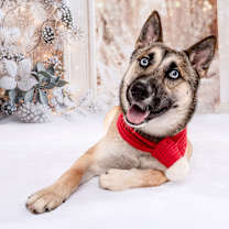 Thumbnail photo of Roxy #2