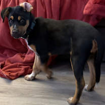 Thumbnail photo of Enid #4