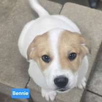 Thumbnail photo of Bennie #1