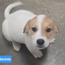 Thumbnail photo of Bennie #2
