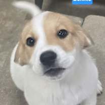 Thumbnail photo of Bennie #3