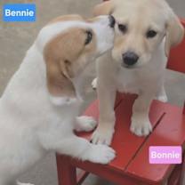 Thumbnail photo of Bennie #4