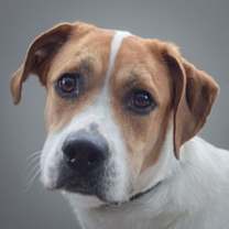 Thumbnail photo of Gershwin #4