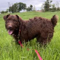 Thumbnail photo of Piper #3