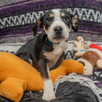 Thumbnail photo of Miracle #1