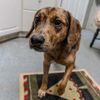 Thumbnail photo of Boyd #1