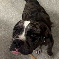 Thumbnail photo of Nigel #1