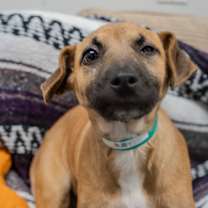 Thumbnail photo of Ruby #3