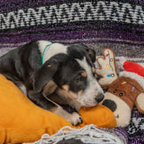 Thumbnail photo of Miracle #3