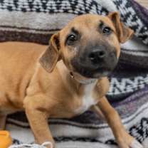 Thumbnail photo of Ruby #4