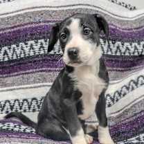 Thumbnail photo of mistletoe  #4