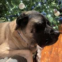 Thumbnail photo of Bellatrix #3