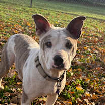 Thumbnail photo of Cotton #1