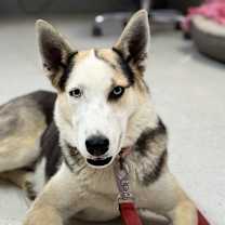 Thumbnail photo of Lizzie #2