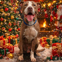 Thumbnail photo of MacGyver #1