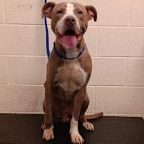 Thumbnail photo of MacGyver #2