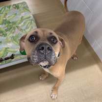 Thumbnail photo of Griffin #3