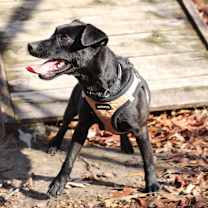 Thumbnail photo of Poe #1