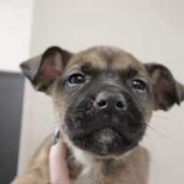 Thumbnail photo of Jumbo Jack #2