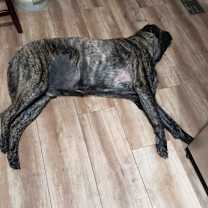 Thumbnail photo of Kane #4