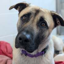 Thumbnail photo of Cosmo *Coming Soon*  #1