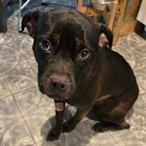 Thumbnail photo of Joy #1