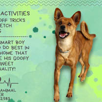 Thumbnail photo of Milo #1