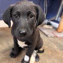 Thumbnail photo of Toto #1