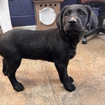 Thumbnail photo of Credence #1