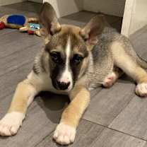 Thumbnail photo of Mashed Potatoes #2