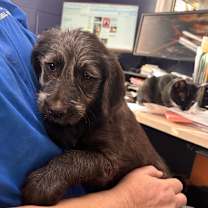 Thumbnail photo of Credence #2