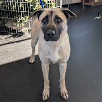 Thumbnail photo of Cosmo *Coming Soon*  #3