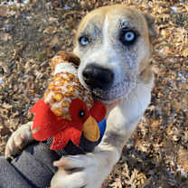 Thumbnail photo of Champ #1