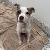 Thumbnail photo of Lanora #1