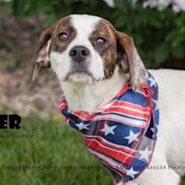 Thumbnail photo of Homer #1