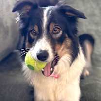 Thumbnail photo of Pip #2