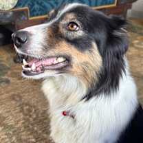 Thumbnail photo of Pip #3