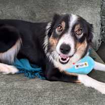 Thumbnail photo of Pip #4